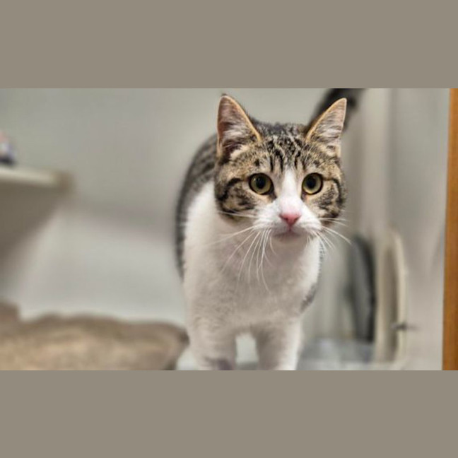 Photo of Peggy Sue 