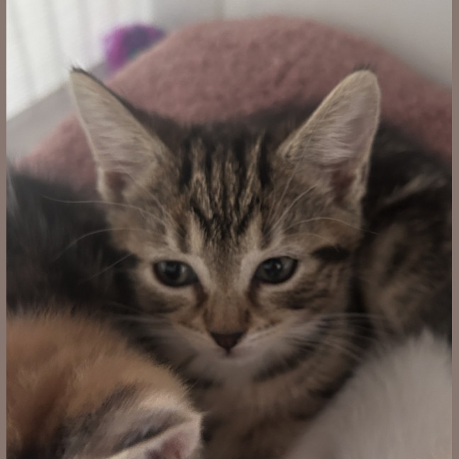 Photo of Cappuccino