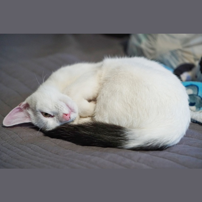 Photo of Lumi