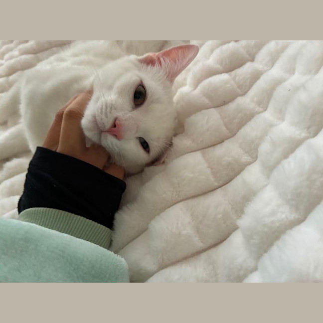 Photo of Caju* 9 Lives Rescue*💛