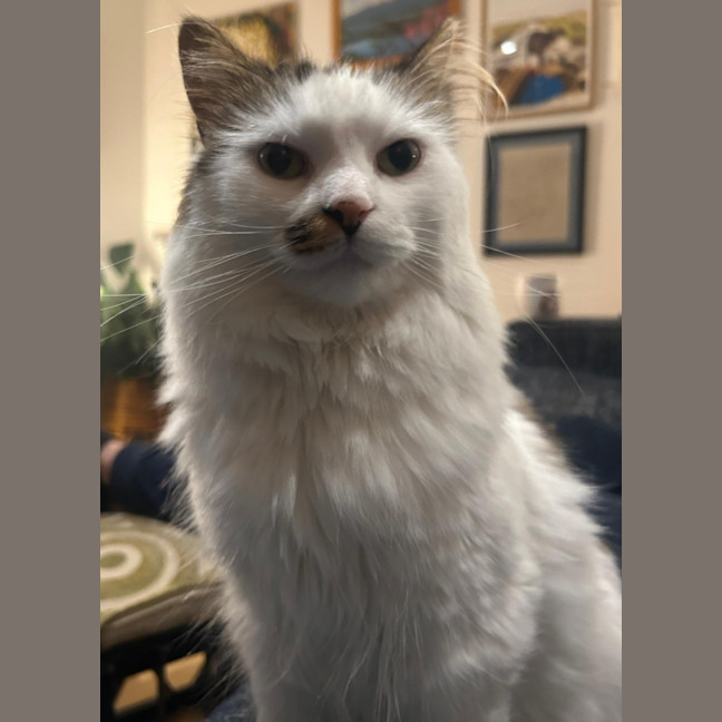 Photo of Archie