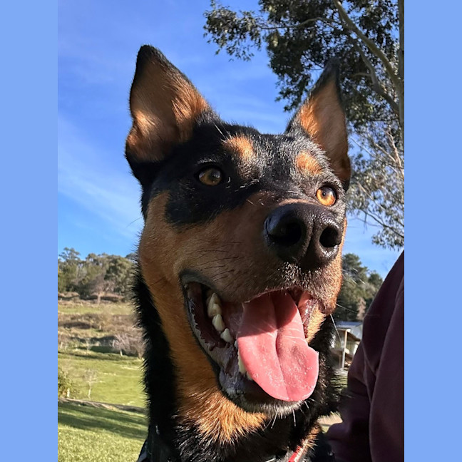 Photo of Ripper