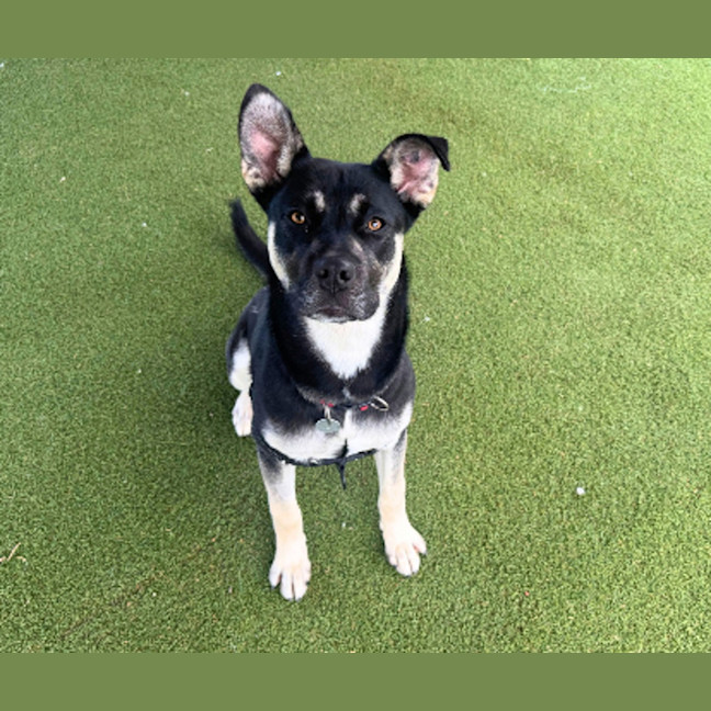Photo of Oreo