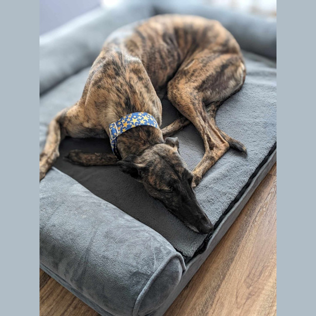 Photo of Jules, The Greyhound