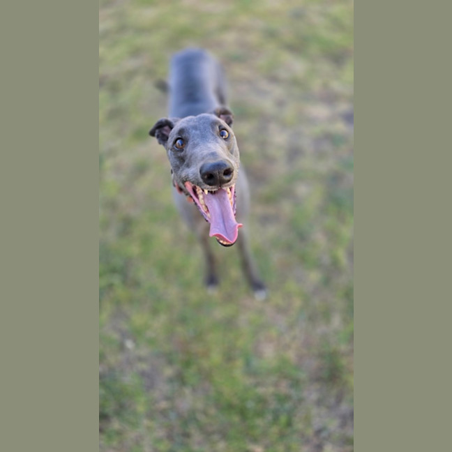 Photo of Cruiser (67748)