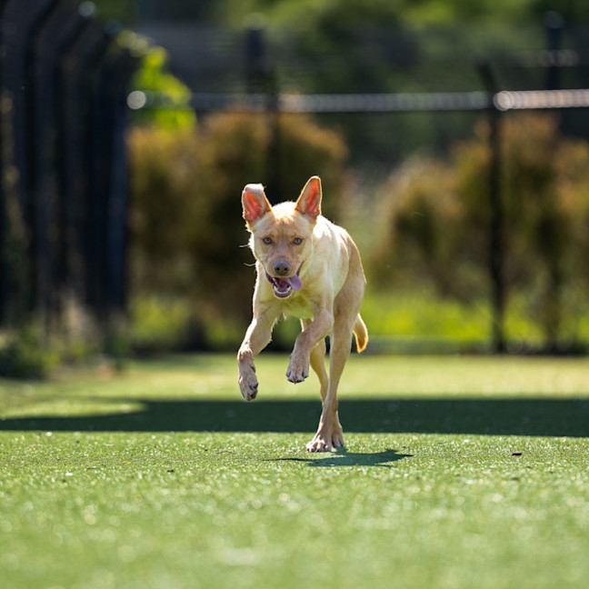 Photo of Apollo Imp 2364