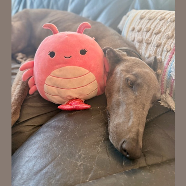 Photo of Bluey   3 Year Old Greyhound