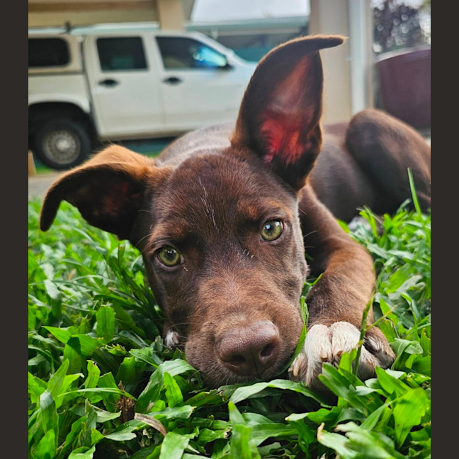 Photo of Wicket