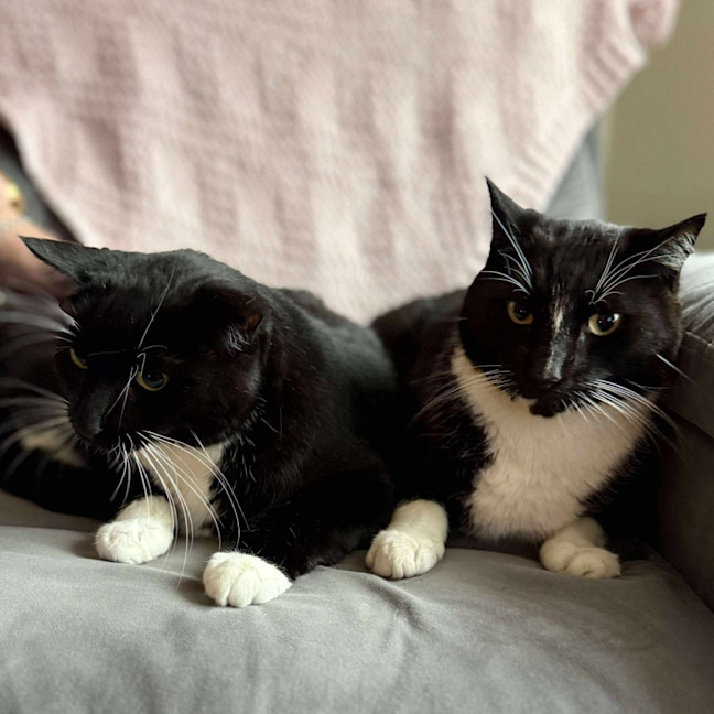 Photo of Stripe And Bandit   Located In Croydon