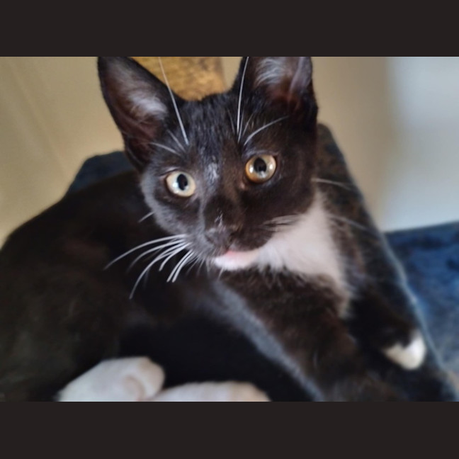 Photo of 🩵 Delilah 🩵