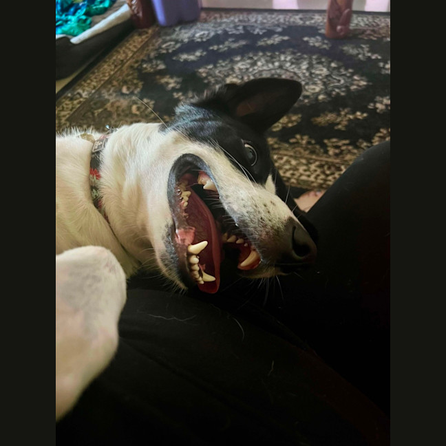 Photo of Finn