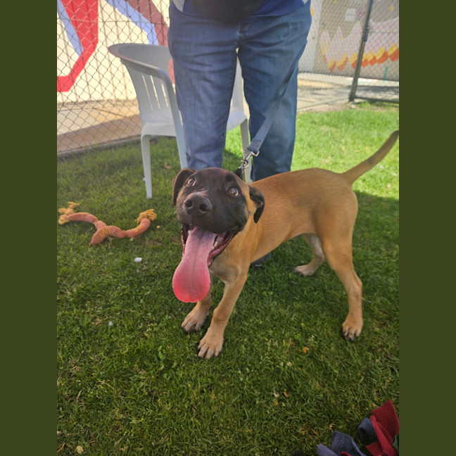 Photo of Chico