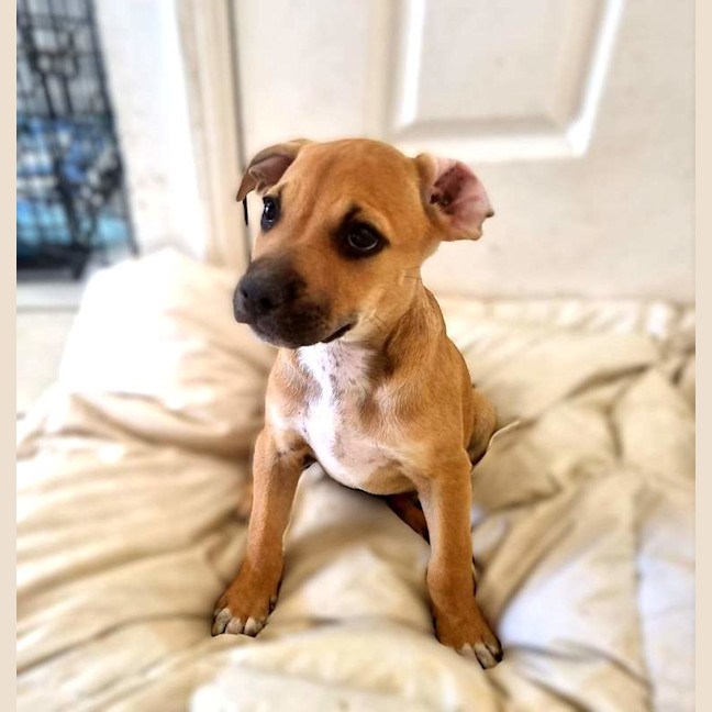 Photo of Atlas