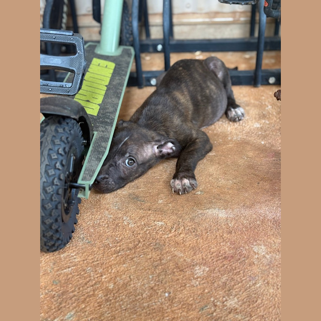 Photo of Tide (Milo)