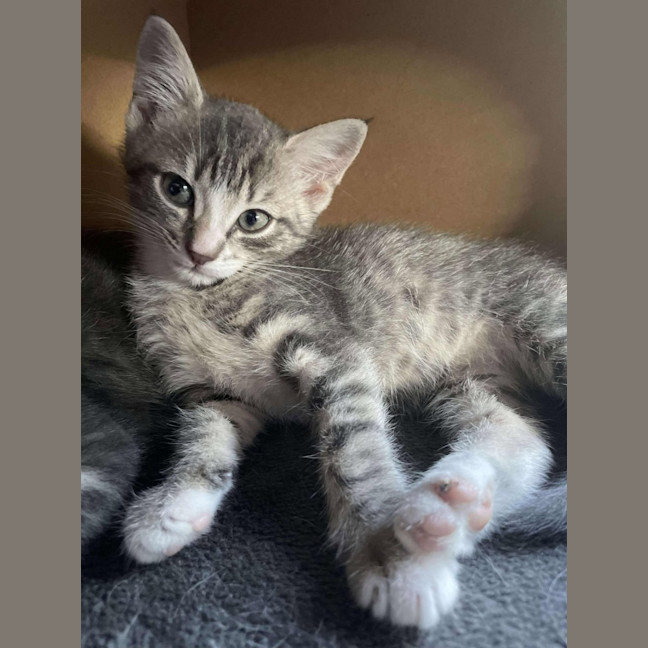 Photo of Milly   Located In Bentleigh East