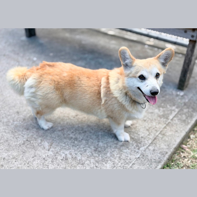 Photo of Queenie