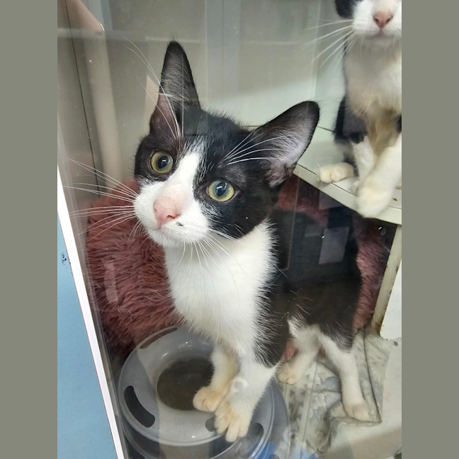 Photo of Pfeffernusse