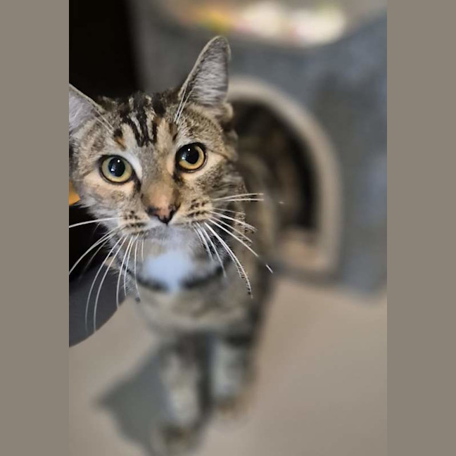 Photo of Pip