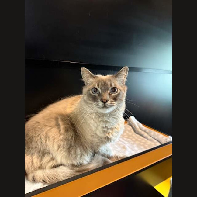 Photo of Nala