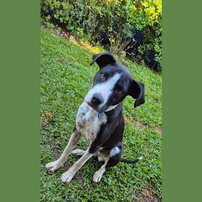 Photo of Molly *$250 Adoption Fee* 