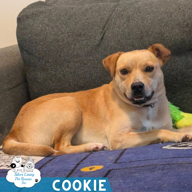 Photo of Cookie