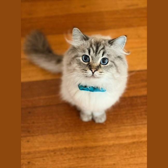 Photo of Merlin  In Foster Care In Lower Plenty