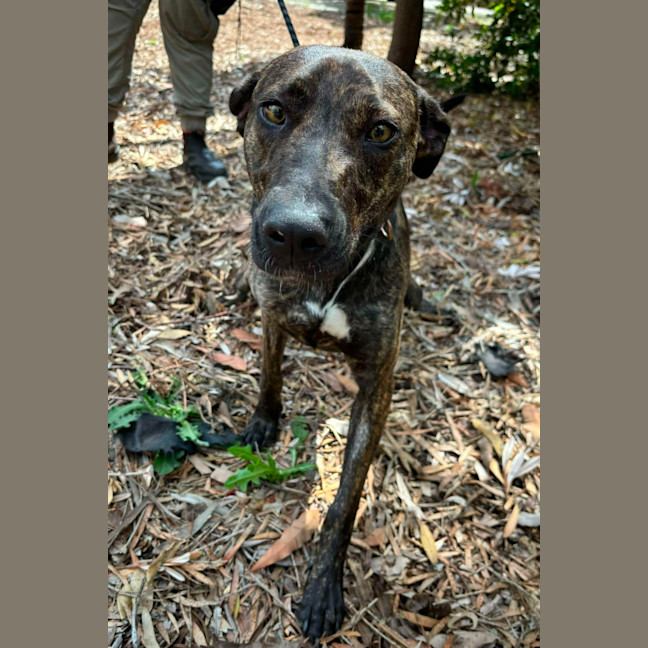 Photo of 🌺 Azaelia 5668 🌺