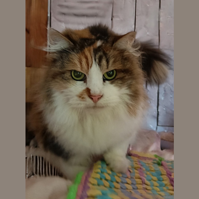 Photo of Dior / Cat 8