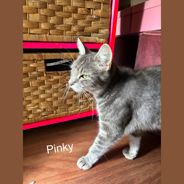 Photo of Lulu (Was Pinky)