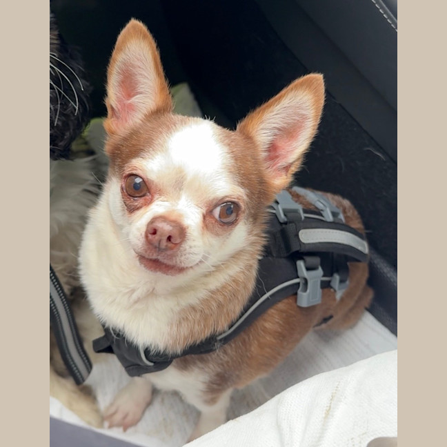 Photo of Koko