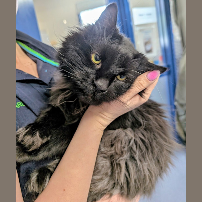 Photo of Percival