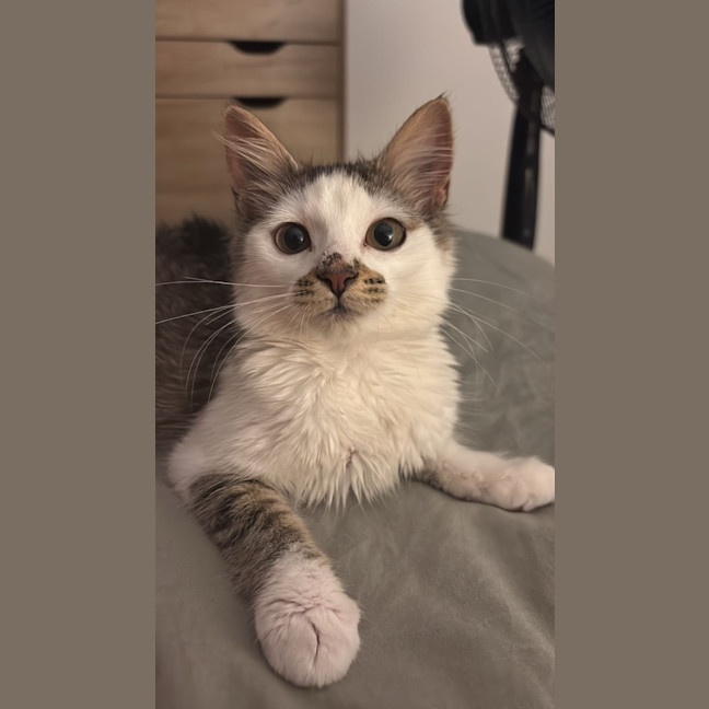 Photo of Squishmellow