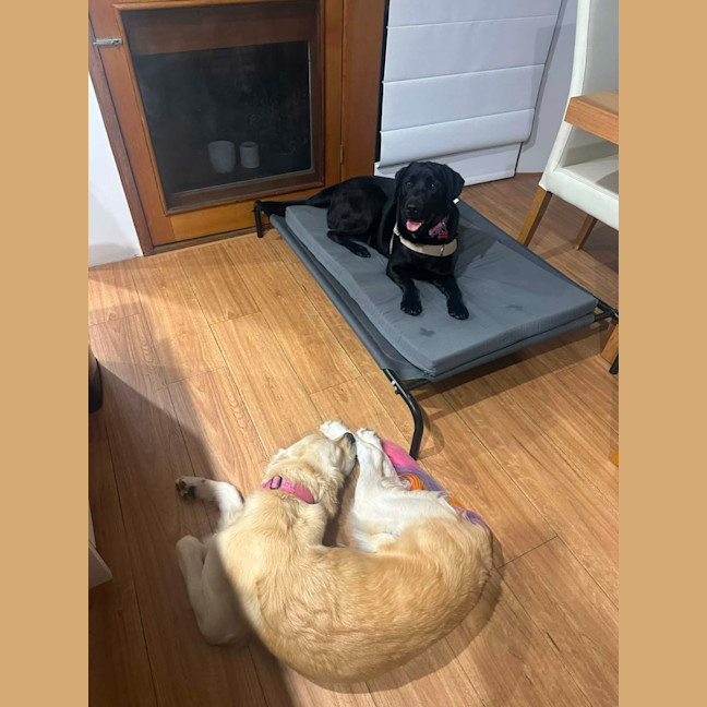 Photo of Zeus   1 Year Old Labrador