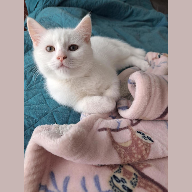 Photo of Chantilly (Was Sprinkles)