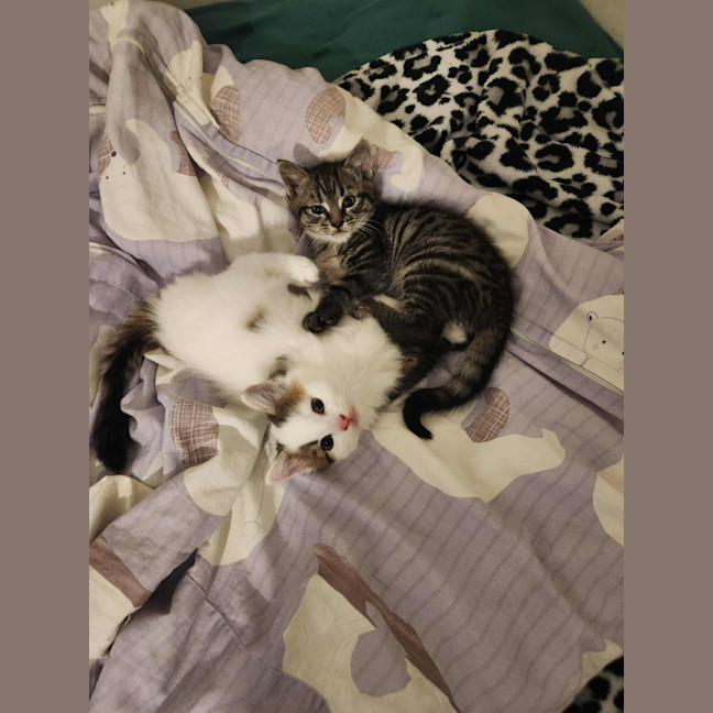 Photo of Smore