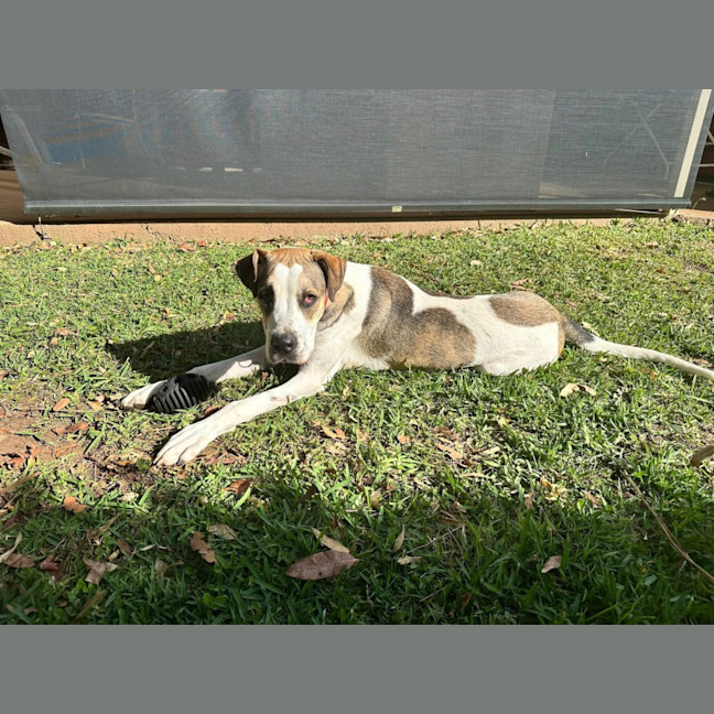 Photo of Clover *$350 Adoption Fee*