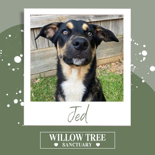 Photo of Jed