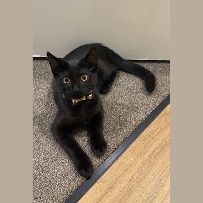Photo of Panther 