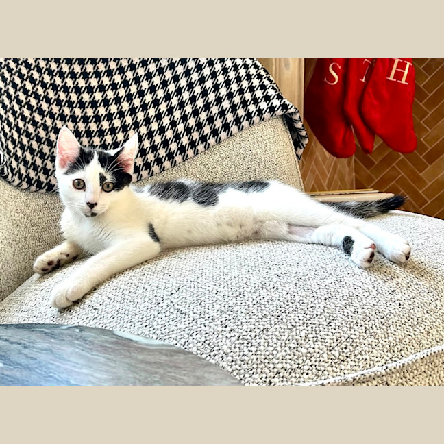 Photo of Pebbles 