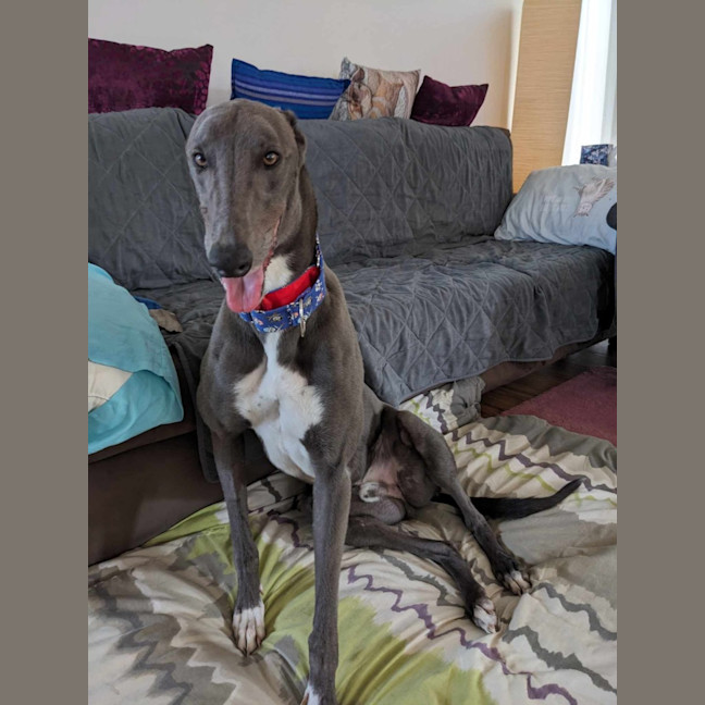 Photo of Romeo, The Greyhound
