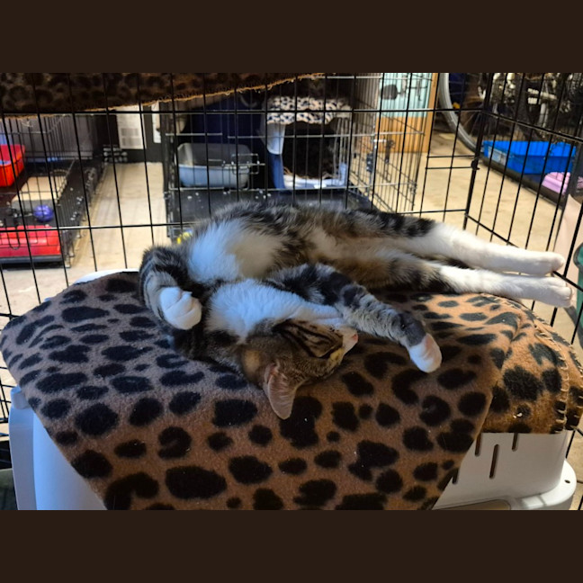 Photo of Lumey   Located In Templestowe