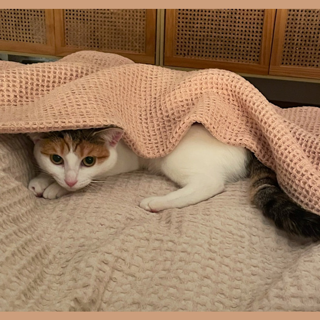 Photo of Daisy