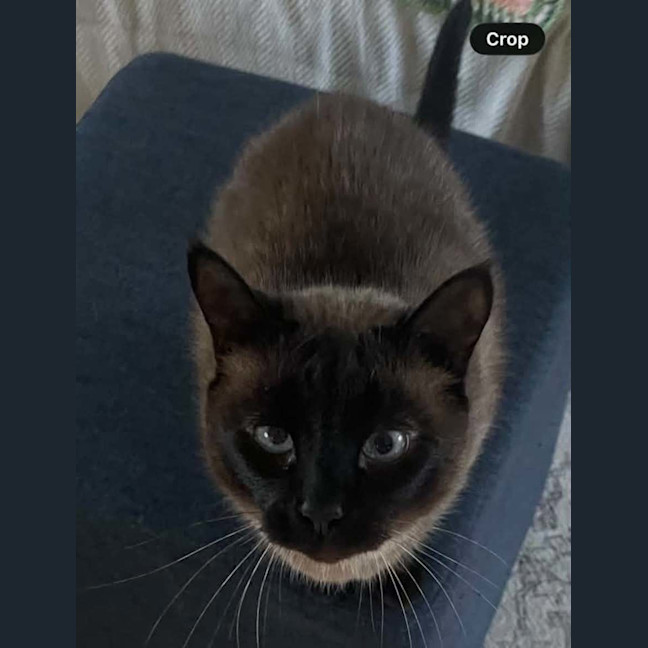 Photo of Apple And Muffin 