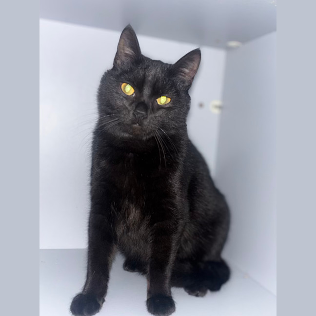 Photo of Nox