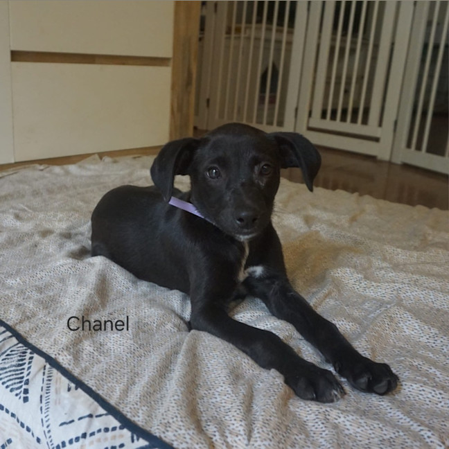 Photo of Chanel
