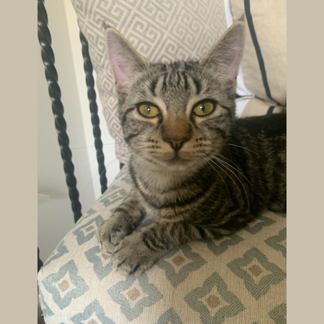Photo of Blueberry