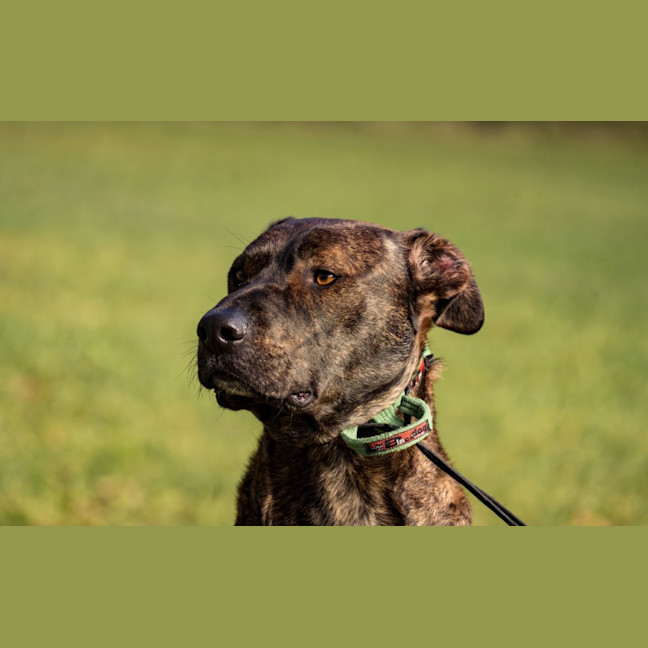 Photo of Bark Obama