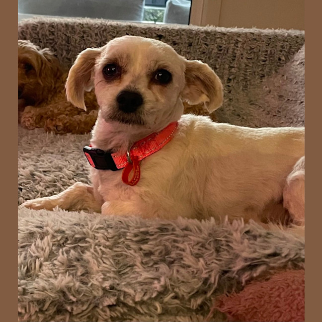 Photo of Little Miss Hunter 