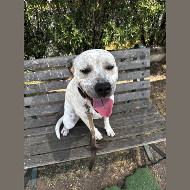 Photo of Billie (68128)