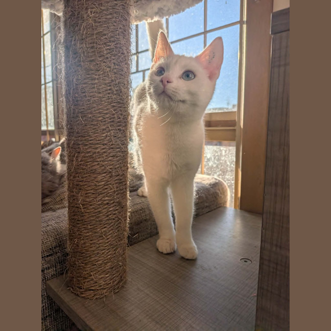 Photo of Pretzel
